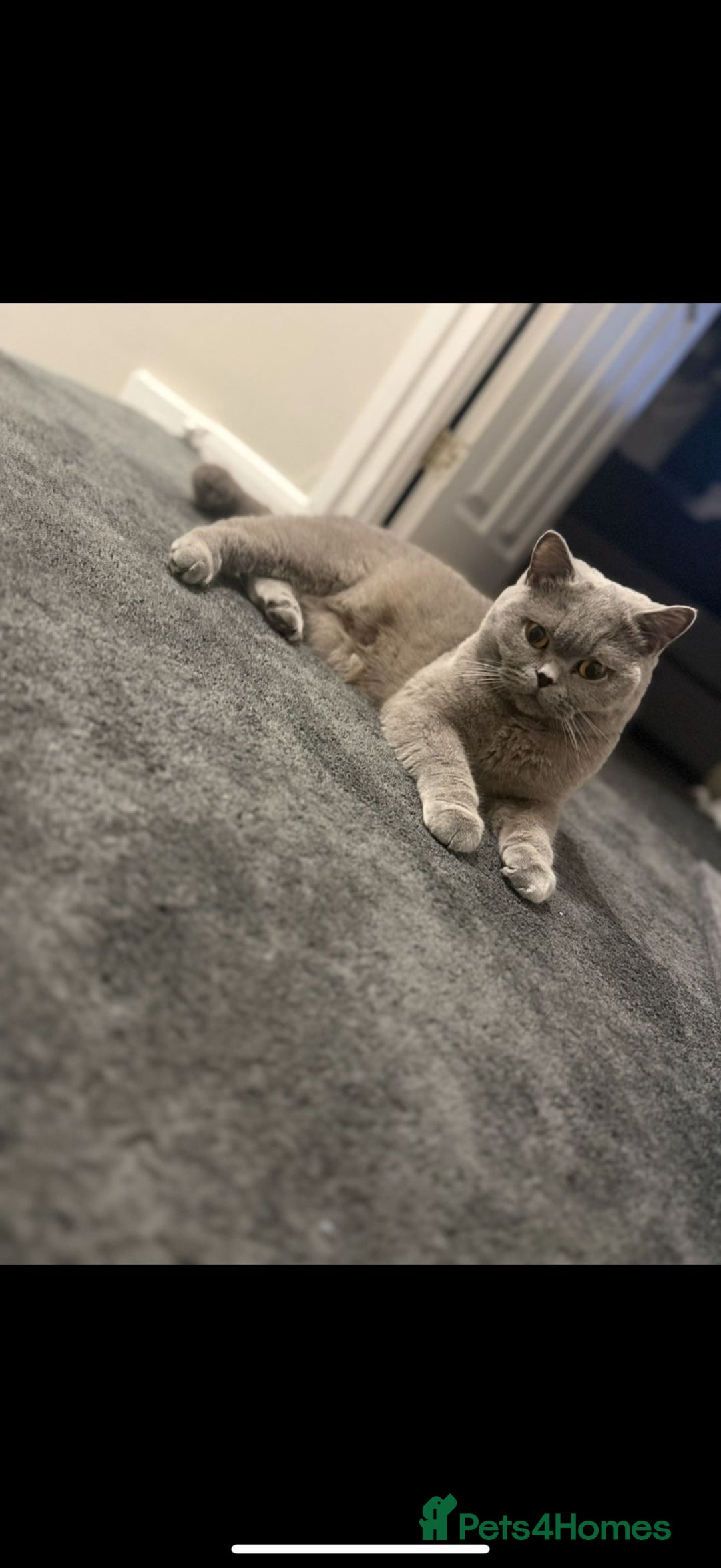 British Shorthair cats for sale: GCCF Active British Blue shorthair - Image 1