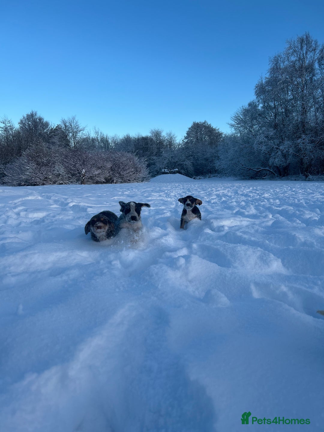 Mixed Breed dogs for sale: Australian Kelpie/Cocker Spaniel Puppies  - Advert 16