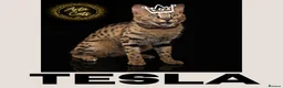 Savannah cats for sale: F1 Savannah - Huge black nose - golden - Advert 2