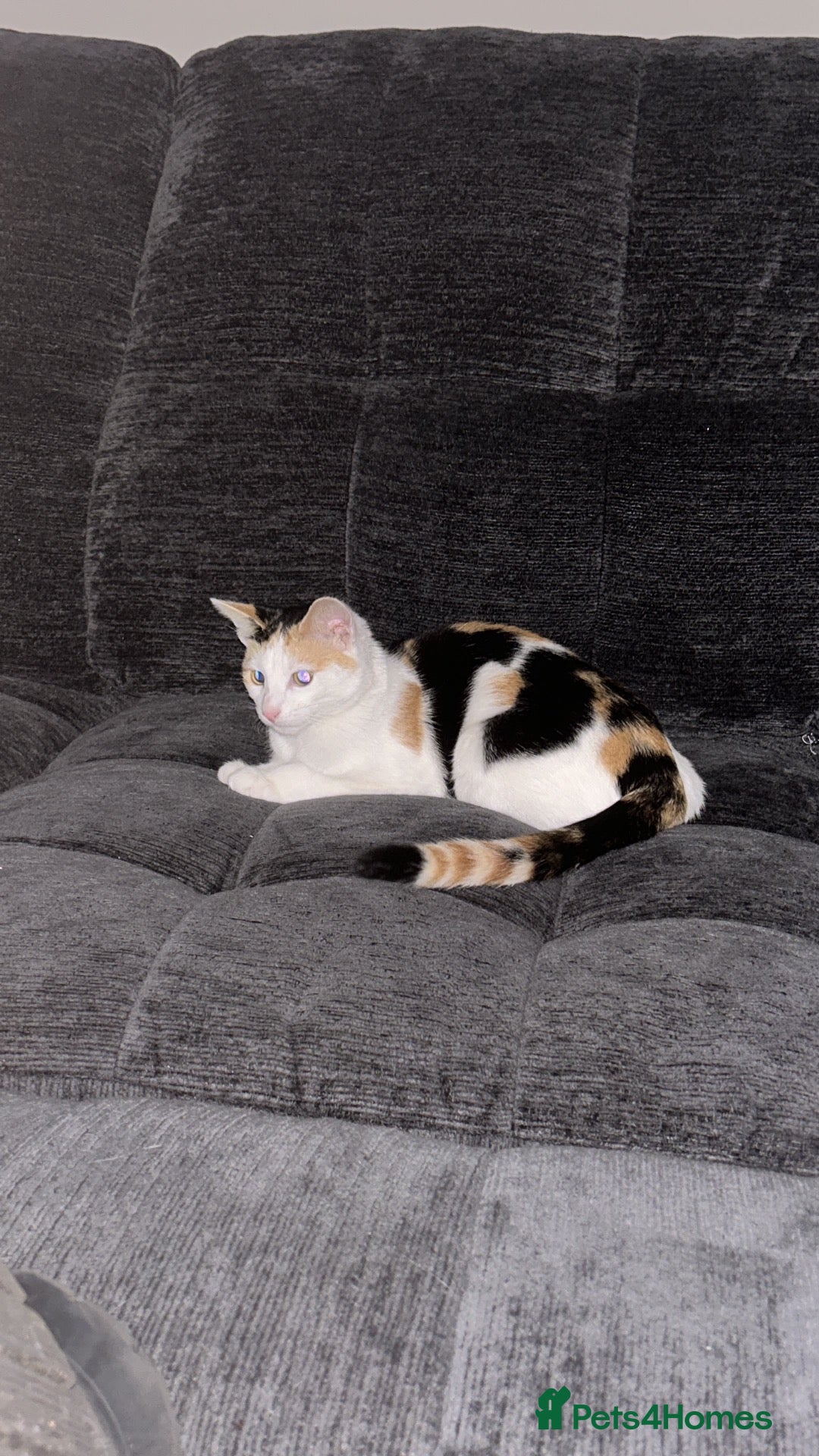 Mixed Breed cats 6 month old female calico kitten for sale - Advert 6
