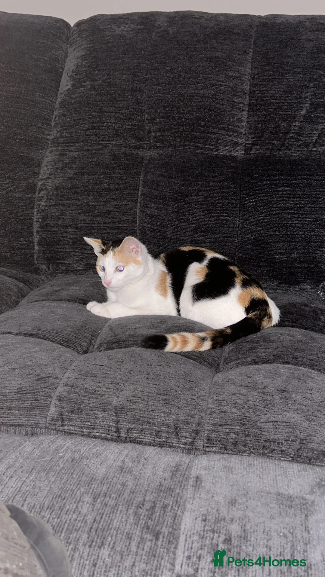 Mixed Breed cats for sale: 6 month old female calico kitten for sale in Liverpool - Advert 1