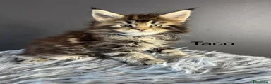 Maine Coon Kitten 5