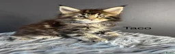 Maine Coon cats for sale: Outstanding Russia lines baby boys  - Advert 21