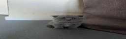Scottish Fold cats for sale: 7 Scottish fold 😍beautiful  healthy kittens - Advert 28
