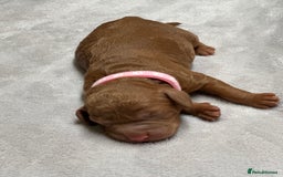 Cockapoo dogs for sale: Beautiful Cockapoo Puppies – Ready Early New Year - Advert 10