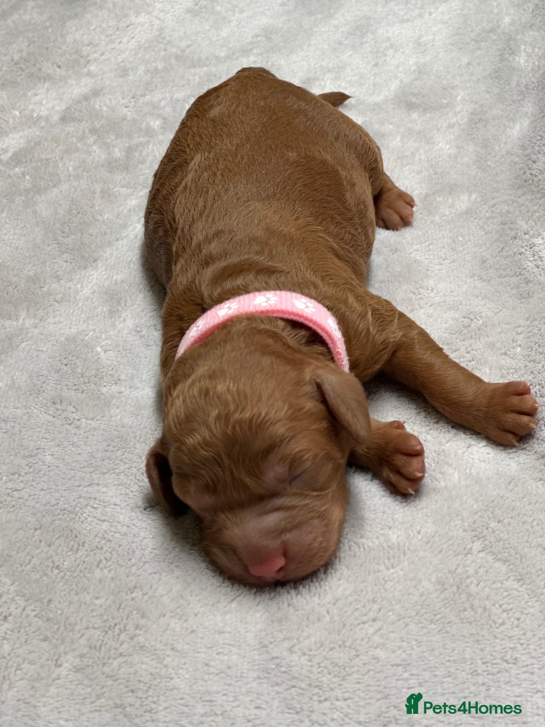 Cockapoo dogs for sale: Beautiful Cockapoo Puppies – Ready Early New Year - Advert 10