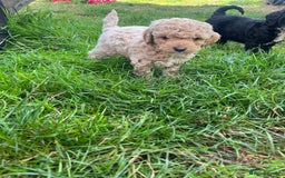 Cockapoo dogs for sale: F2b cockapoo puppies  - Image 10