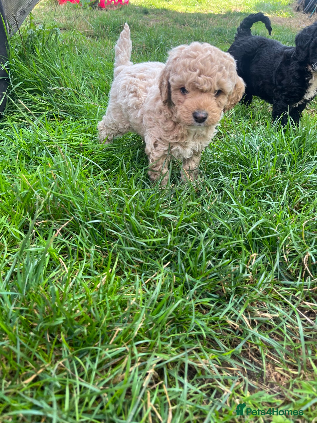 Cockapoo dogs for sale: F2b cockapoo puppies  - Image 10