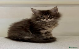 Maine Coon cats for sale: TICA Splendid Maine Coon  - Image 11