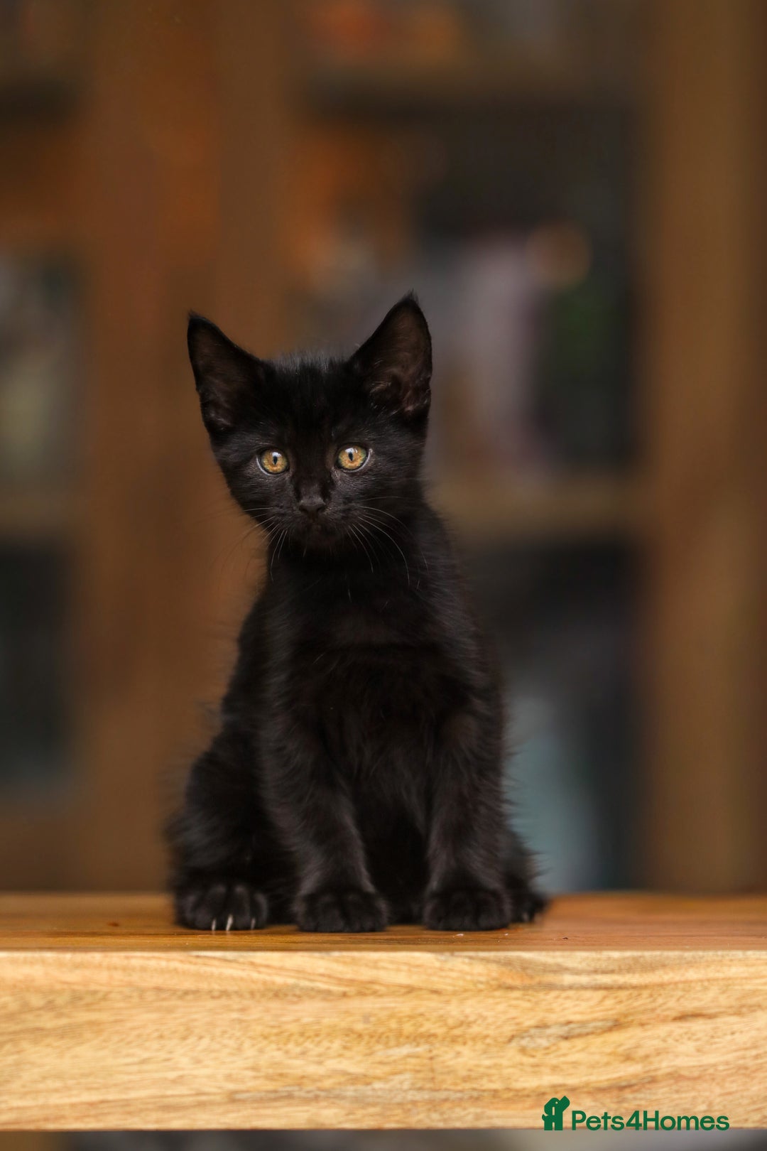 Maine Coon cats for sale: Beautiful Maine Coon X Kittens - Image 16