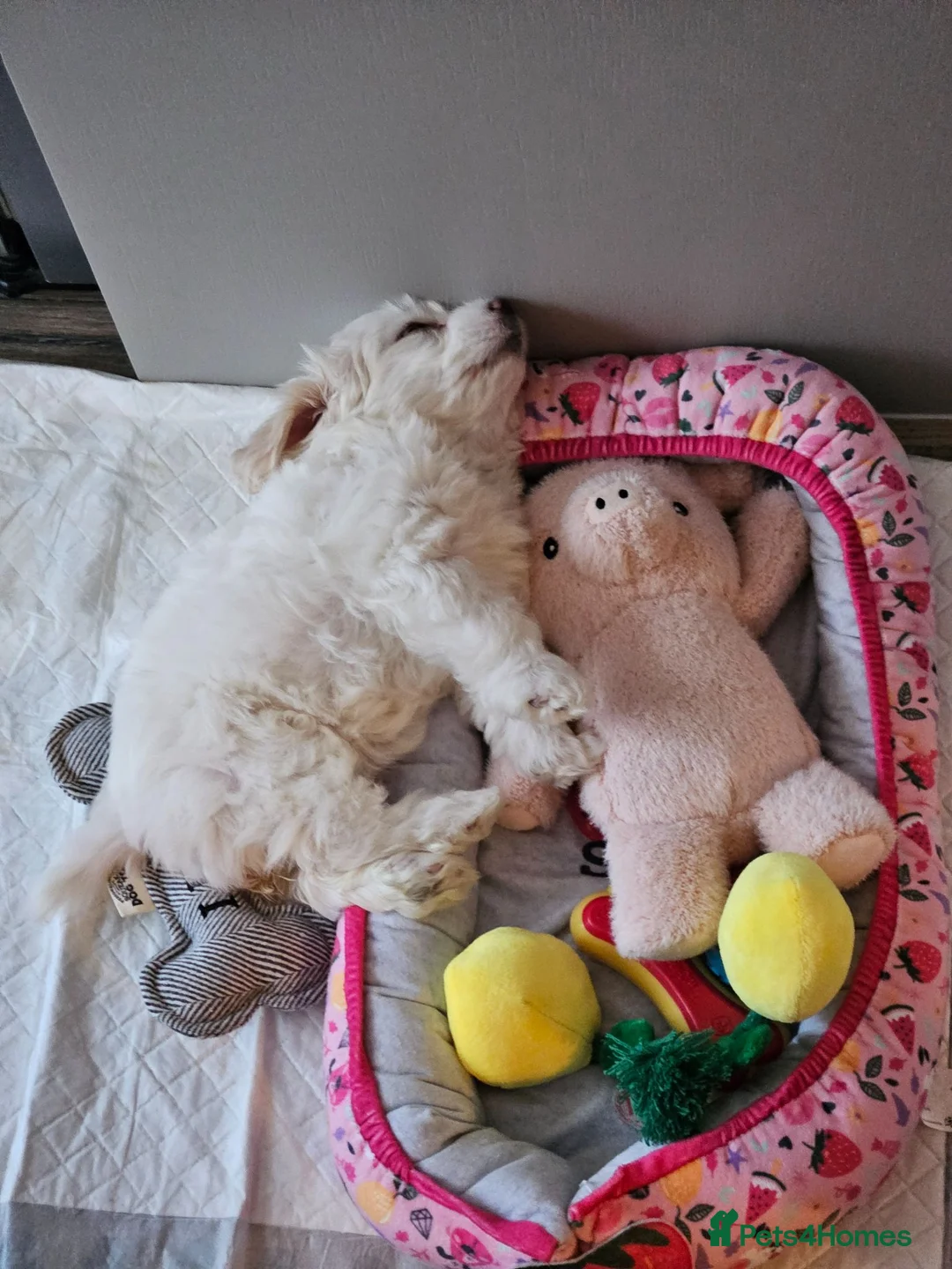 Bichon Frise dogs for sale: Bichon in Widnes - Advert 4