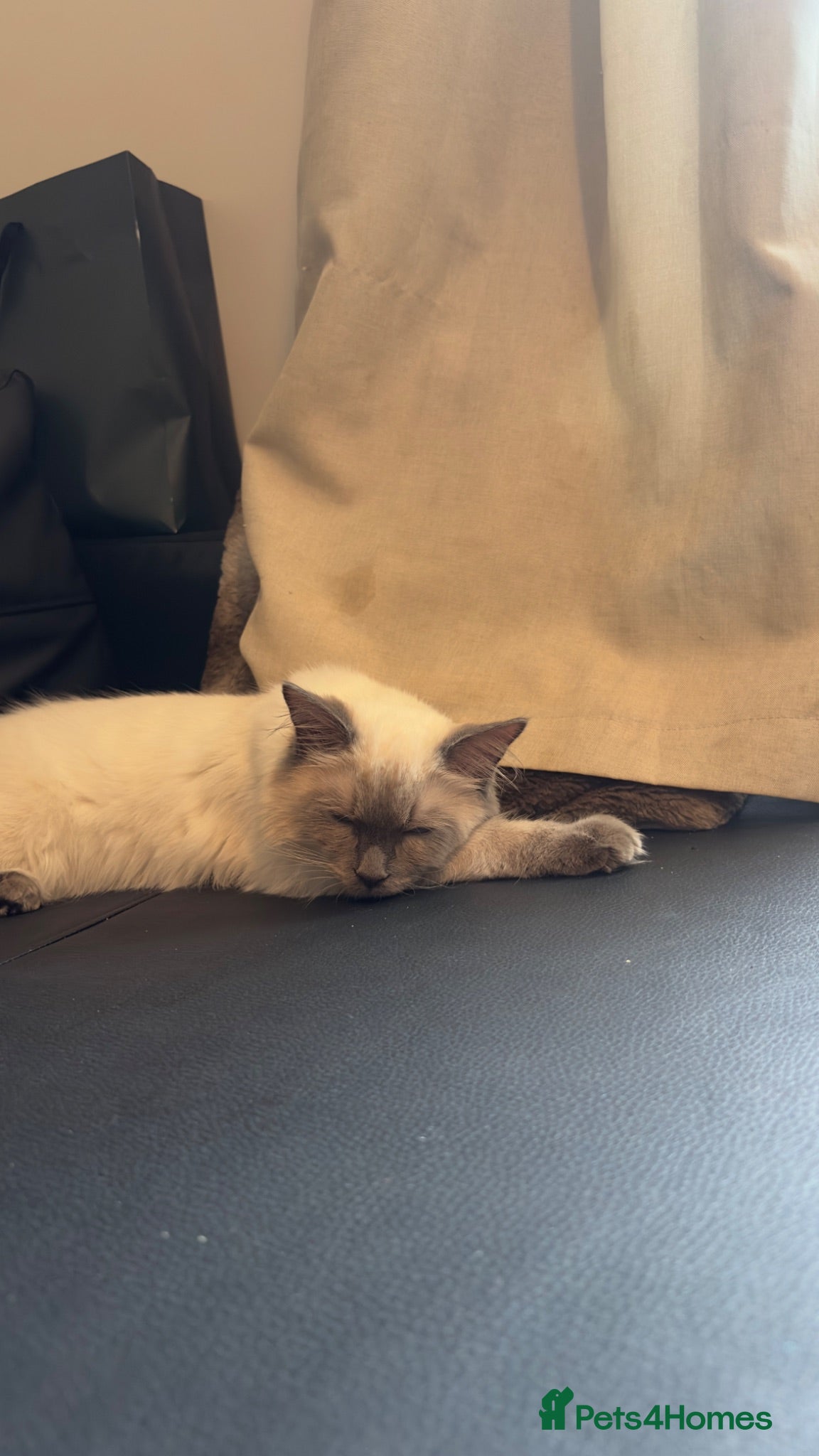 Ragdoll cats Adorable 5 month old ragdoll kitten male - Advert 16