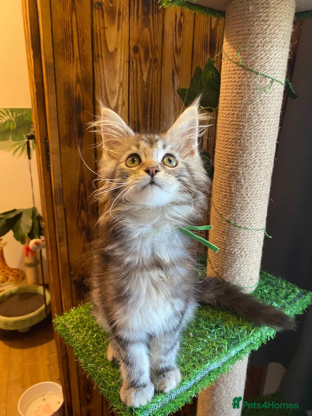 Maine Coon cats for sale: Gccf maine coon babies - Advert 32