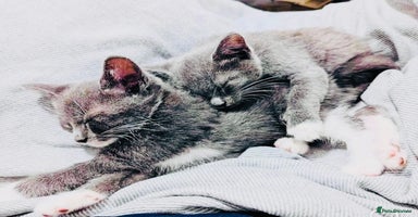 Mixed Breed cats - Advert 6