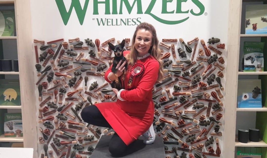 Miniature Pinscher dogs for sale: LAST PUPPY - LADYLUCKPINS KC MIN PINS - Advert 27