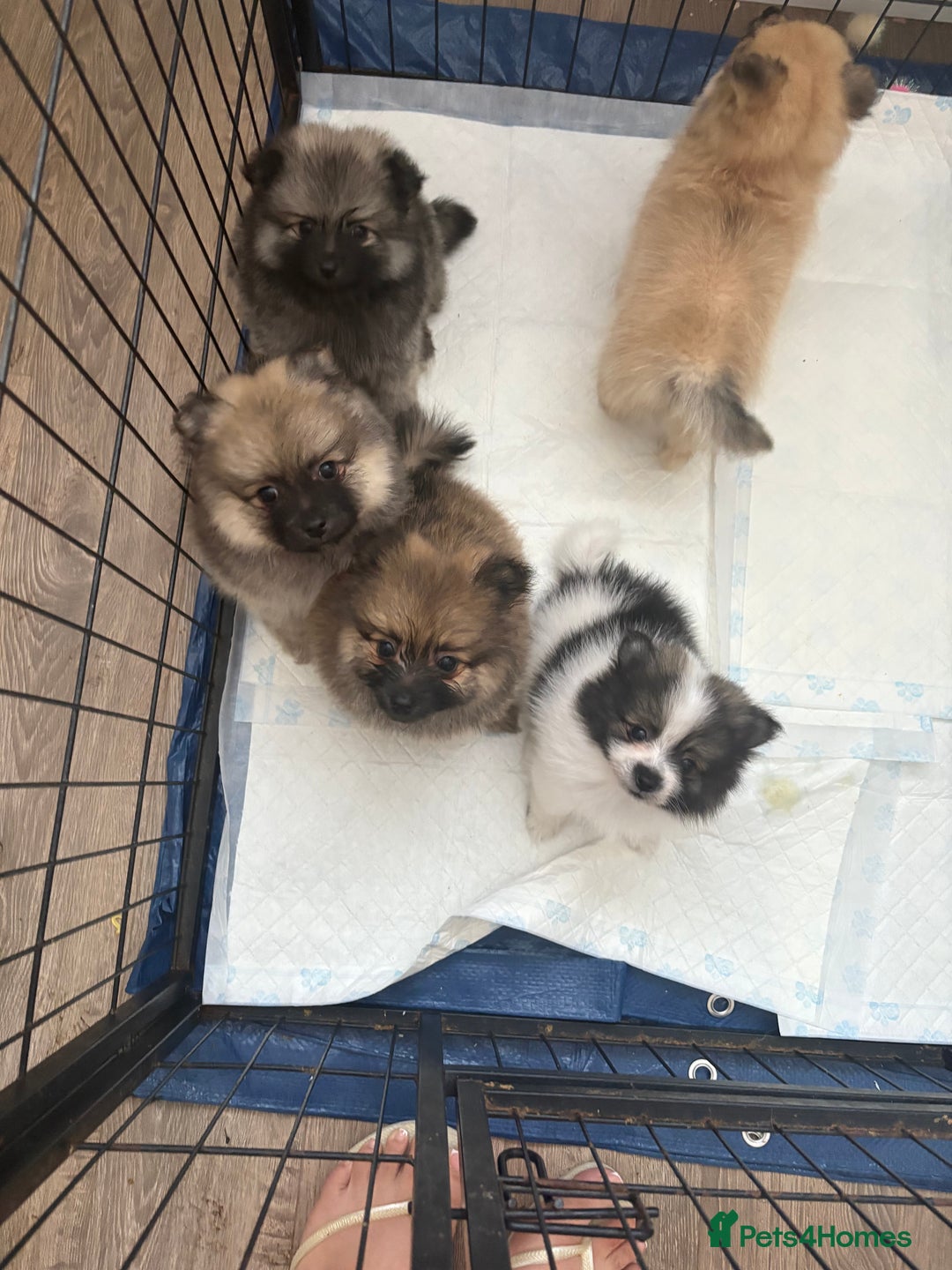 Pomeranian dogs for sale: Pomeranian puppies - Image 5