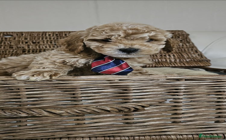 Cockapoo dogs Ready now  - Advert 1