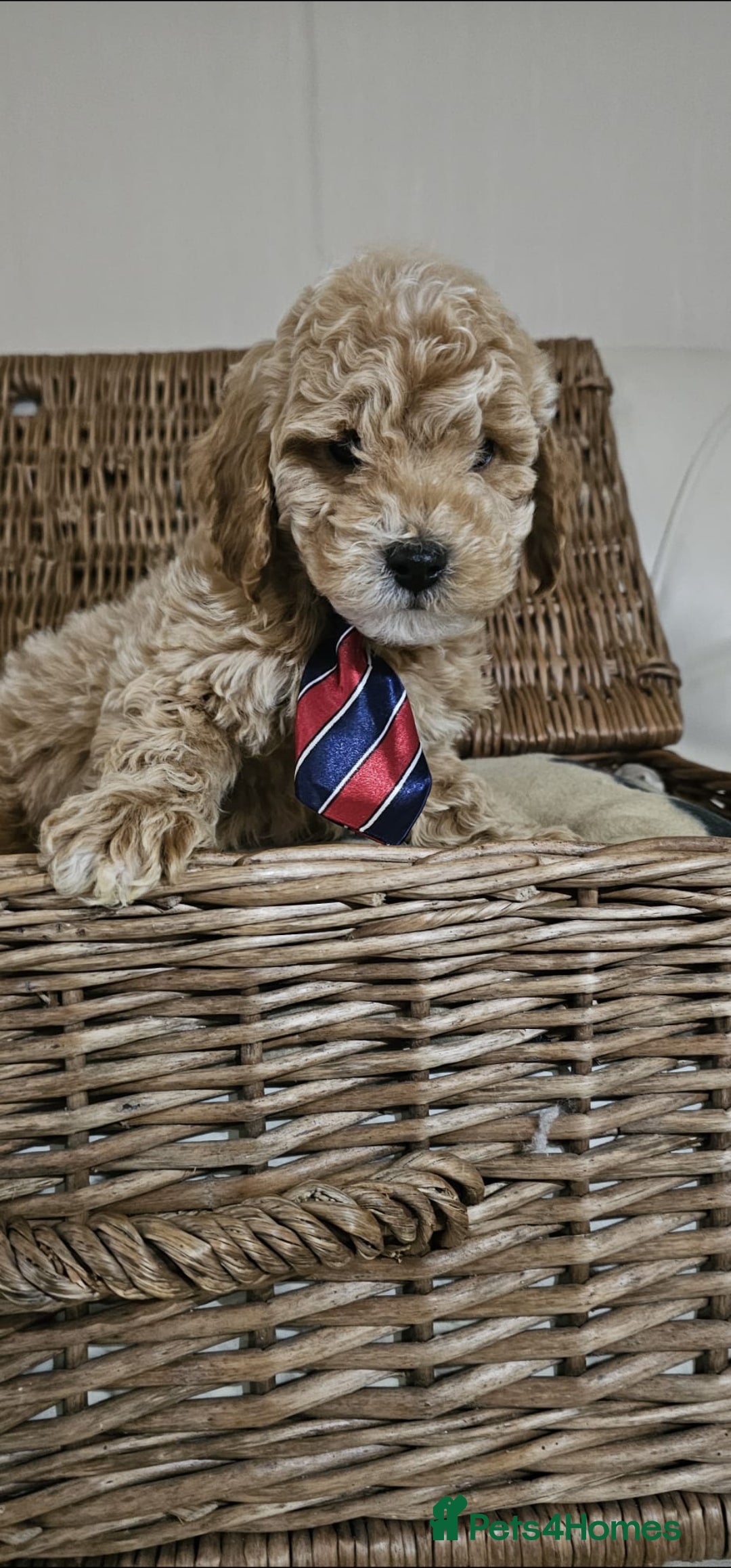 Cockapoo dogs for sale: Ready now  - Advert 1