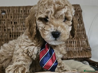 Cockapoo dogs for sale: Ready now - Advert 1