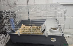 Guinea Pig rodents for sale: Loving long haired male guinea pigs with cages - Image 7