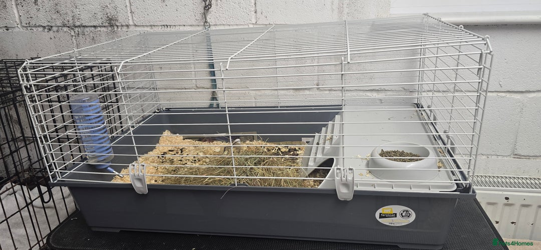 Guinea Pig rodents for sale: Loving long haired male guinea pigs with cages - Image 7