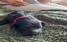 Cockapoo dogs for sale: READY NOW 5* F2B Merle Cockapoos - Image 13