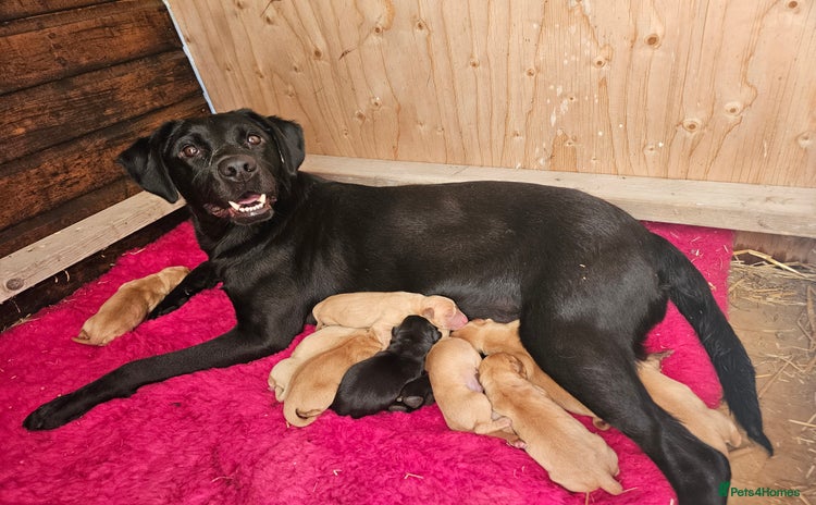 Labrador Retriever dogs - Advert 6