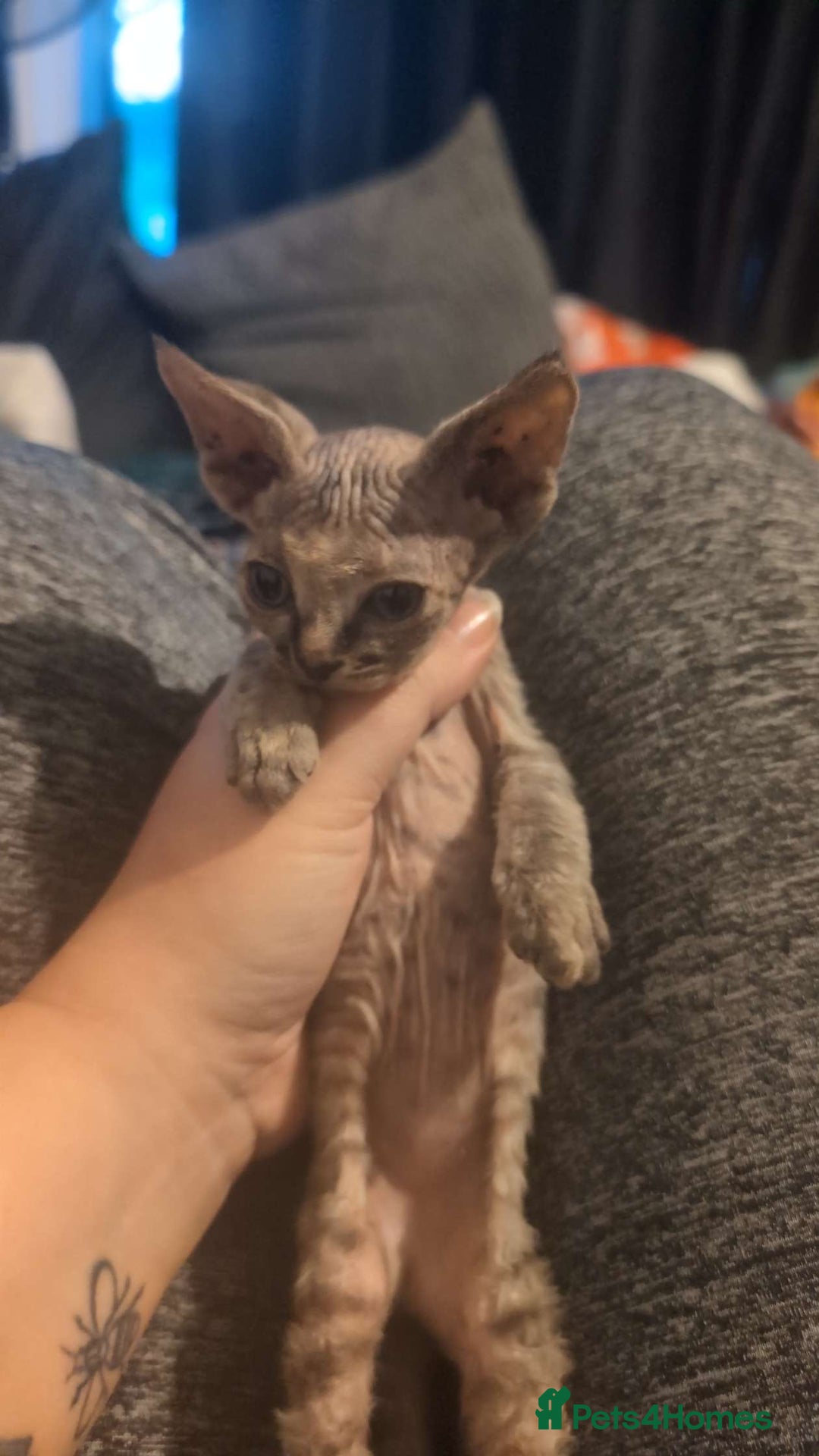 Sphynx cats for sale: Sphyx  - Image 5