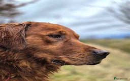 Golden Retriever dogs for sale: Golden retriever pups looking for forever homes  - Image 8