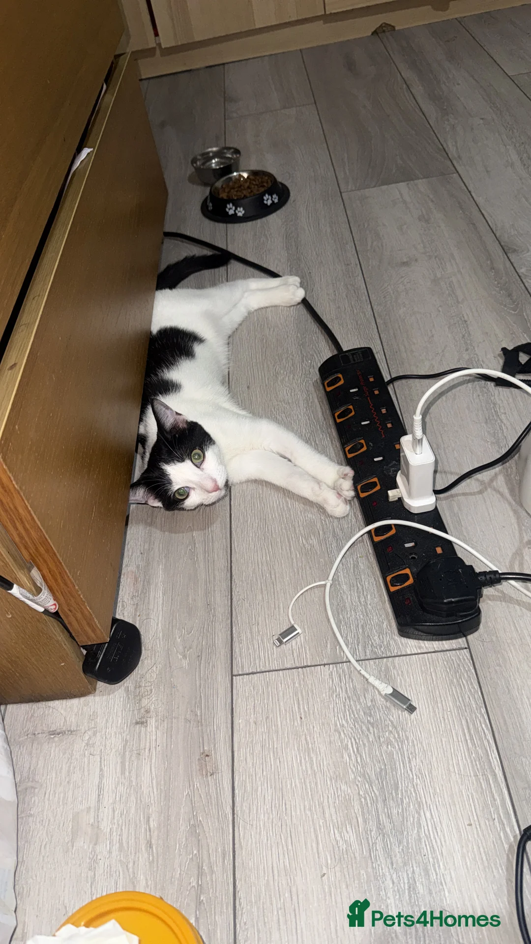Domestic Shorthair cats for sale: Rani  in Hounslow - Advert 2