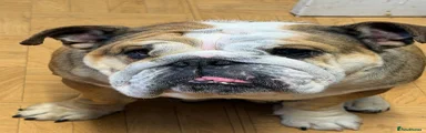 English Bulldog 2