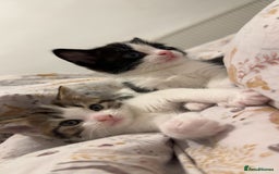 Bengal cats for sale: 🐾 Two Playful Tabby Male Kittens for Loving Homes - Image 8