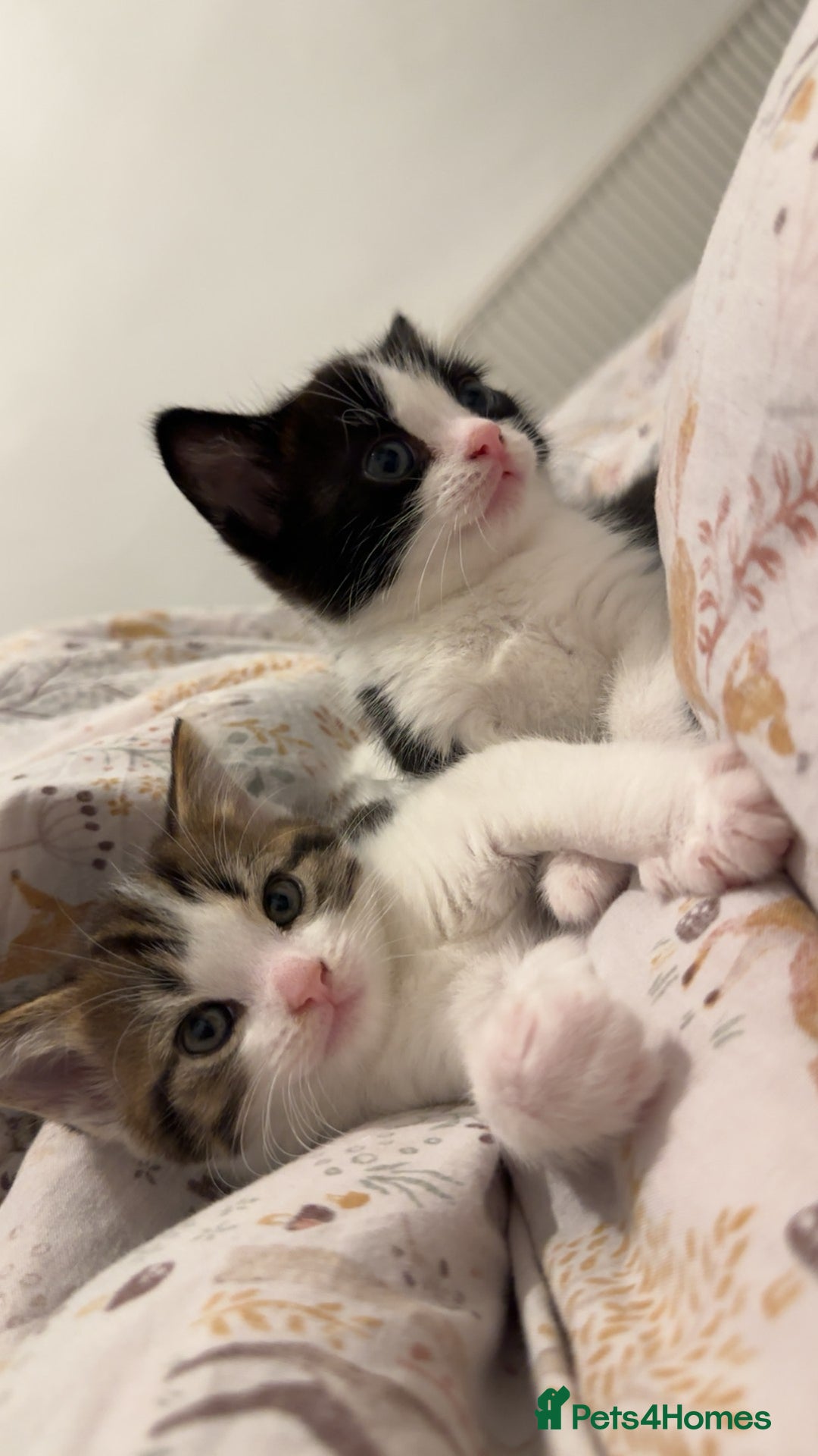 Bengal cats for sale: 🐾 Two Playful Tabby Male Kittens for Loving Homes - Image 8