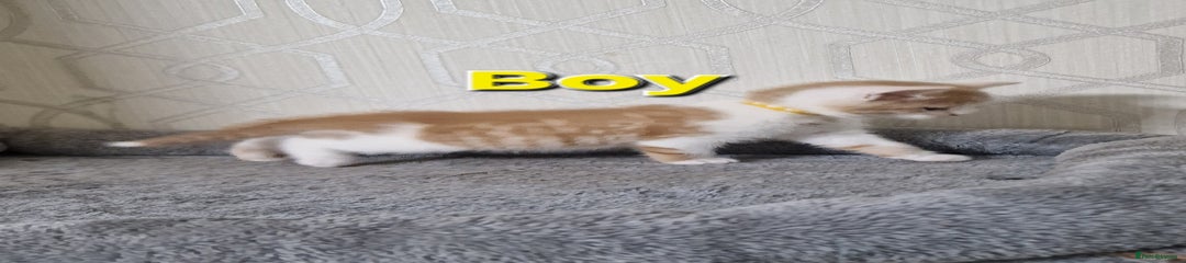 British Shorthair Kitten 1