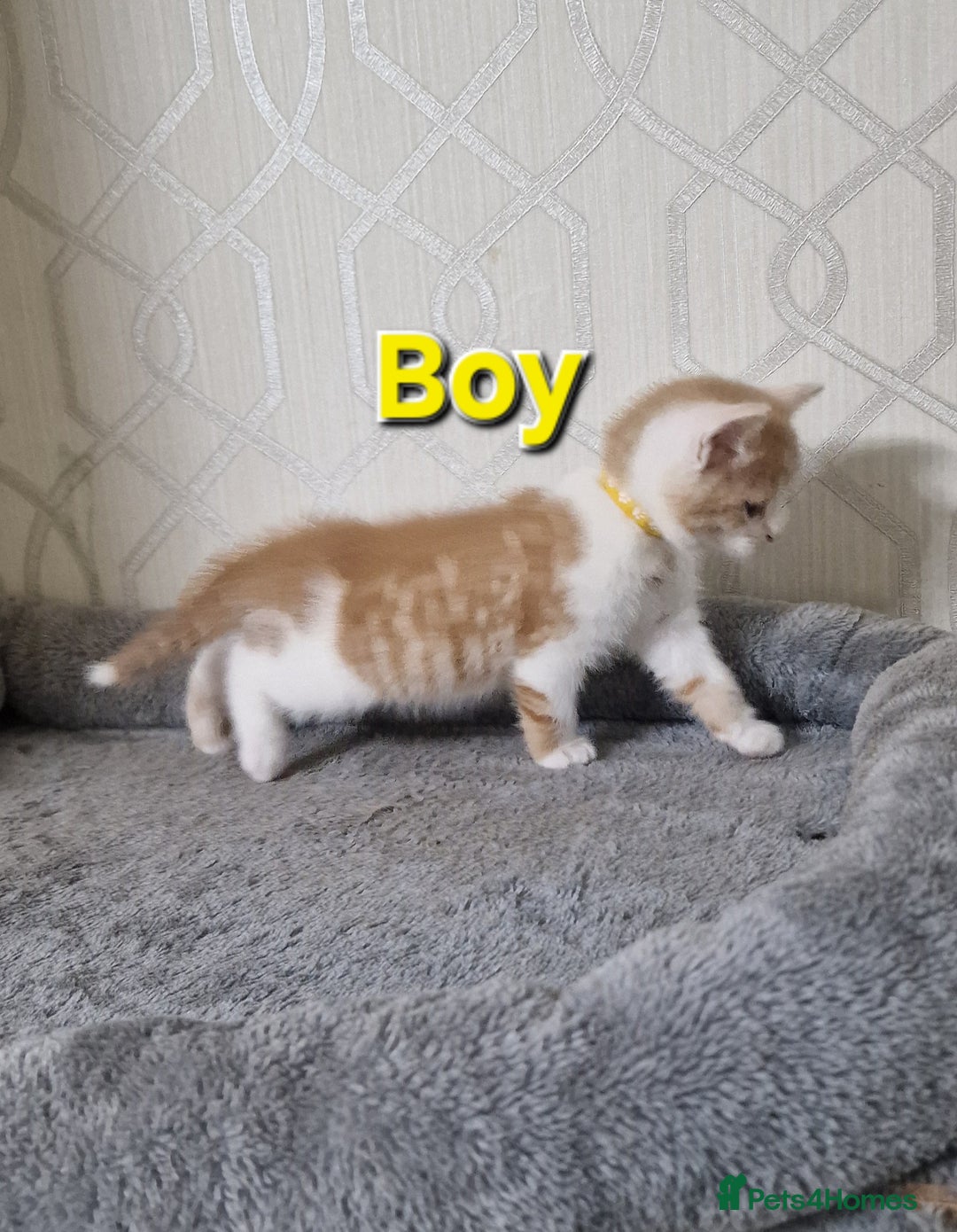 Mixed Breed cats for sale: Gorgeous British Shorthair Kittens for SALE - Advert 7