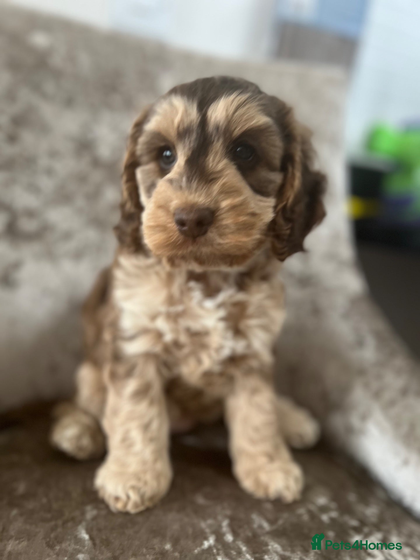 Cockapoo dogs F1 Cockapoo’s Health tested parents - Advert 2