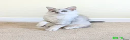 Maine Coon cats for sale: GCCF Shaded Maine Coon Kittens  - Advert 4