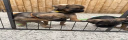 Border Terrier dogs for sale: ⭐️ KC BORDER TERRIERS, READY TO LEAVE NOW - Advert 14