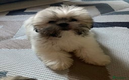 Lhasa Apso dogs for sale: Lhasa Apso Puppies 🐶 (One Boy Left Ready Now) - Image 2