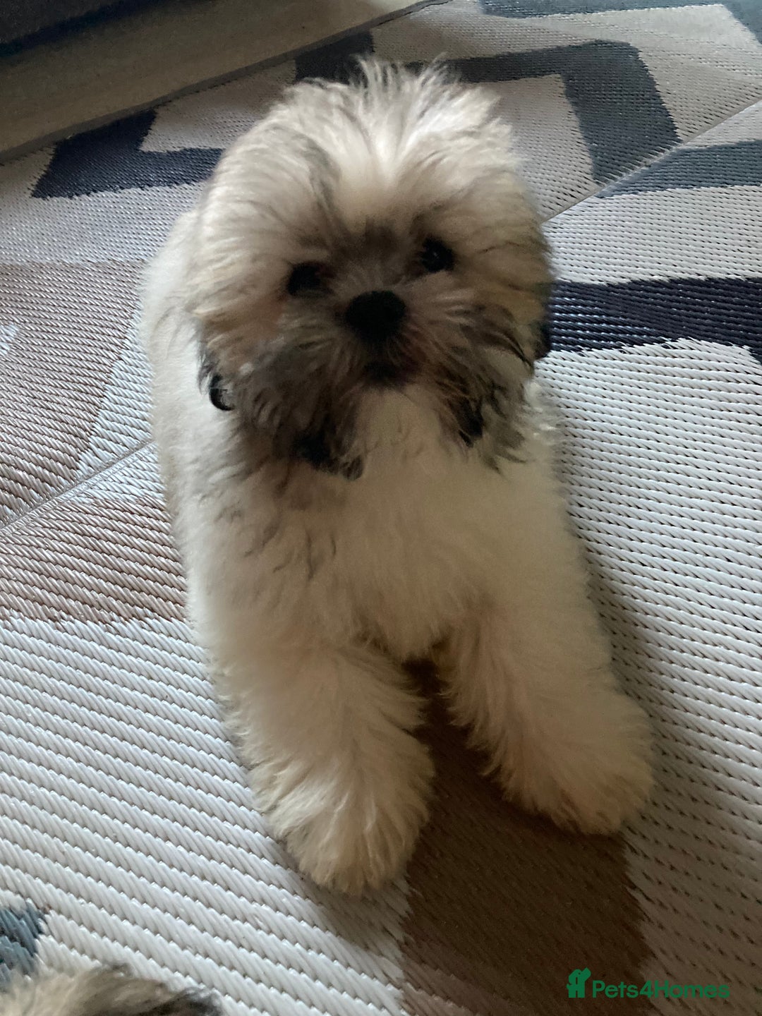 Lhasa Apso dogs for sale: Lhasa Apso Puppies 🐶 (One Boy Left Ready Now) - Image 2