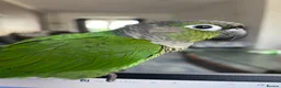 Conures birds for sale: 5 months old baby conure - hand tame  - Advert 3