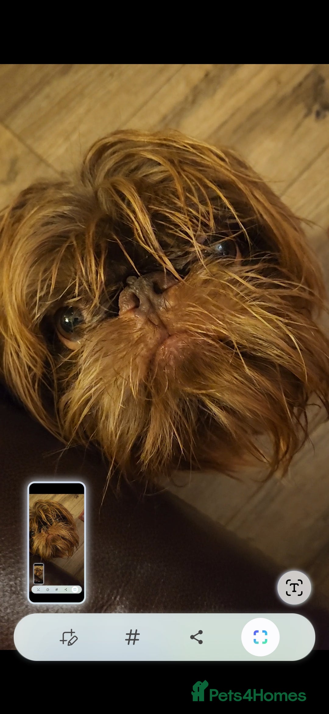 Griffon Bruxellois dogs Brussels griffon  - Advert 7