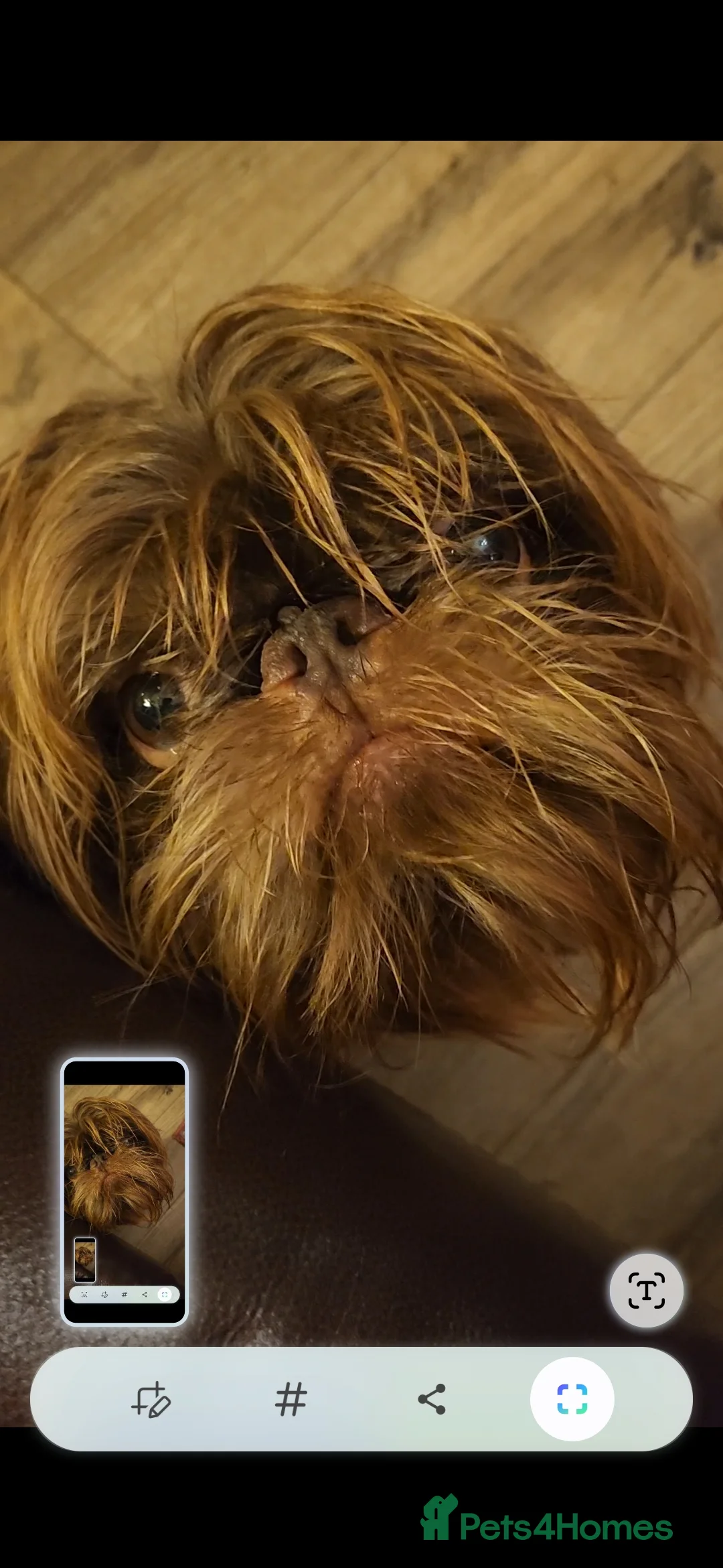 Griffon Bruxellois dogs for sale: Brussels griffon  - Advert 1