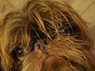 Griffon Bruxellois dogs Brussels griffon - Advert 7