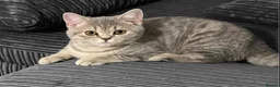 British Shorthair cats for sale: 3 beautiful brothers ready for there loving home  - Advert 2