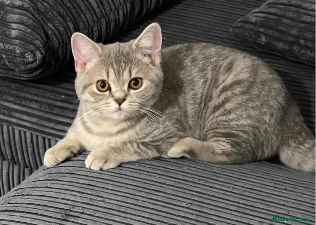 British Shorthair cats for sale: 3 beautiful brothers ready for there loving home  - Advert 2