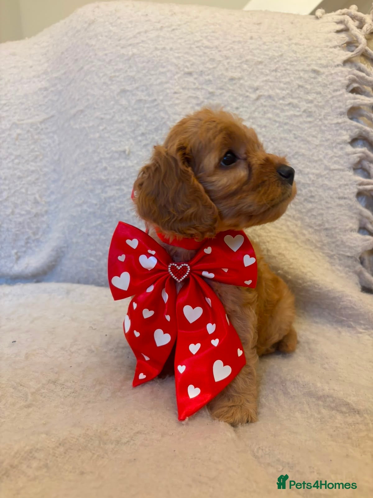 Cockapoo dogs 7 Gorgeous Cockapoo Puppies Left - Advert 2