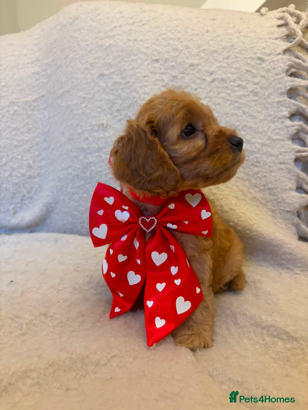 Cockapoo dogs for sale: 7 Gorgeous Cockapoo Puppies Left - Advert 2
