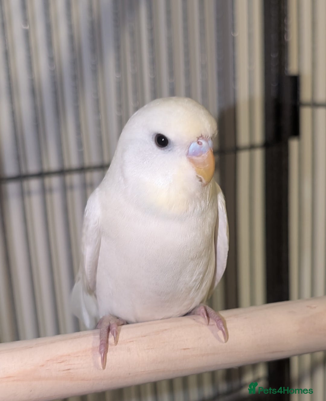 Budgerigars birds for sale: Budgies - Advert 5