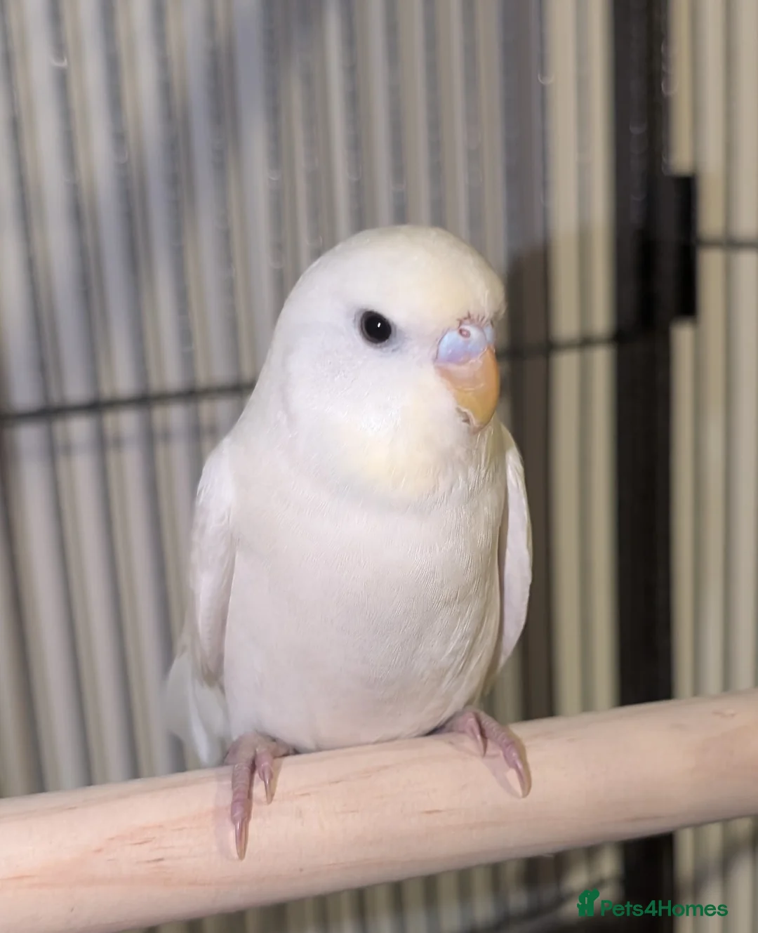 Budgerigars birds for sale: Budgies - Advert 5